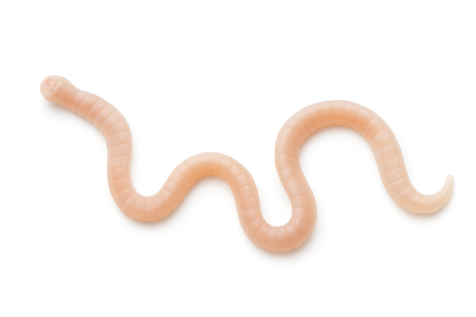 Vermes Hymenolepis nana: 