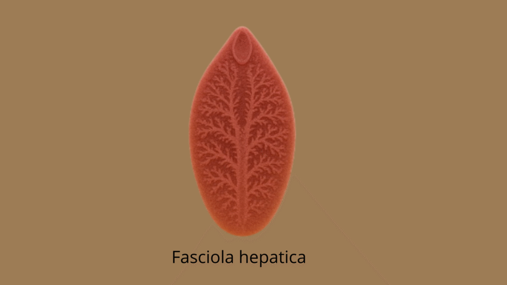  Fasciola hepatica