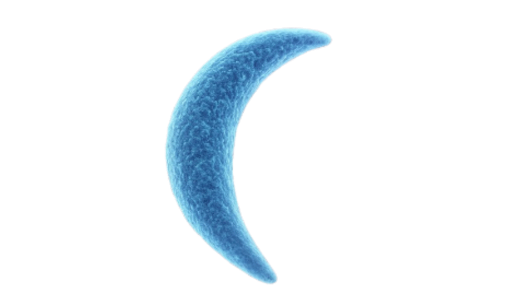  Verme Toxoplasma gondii