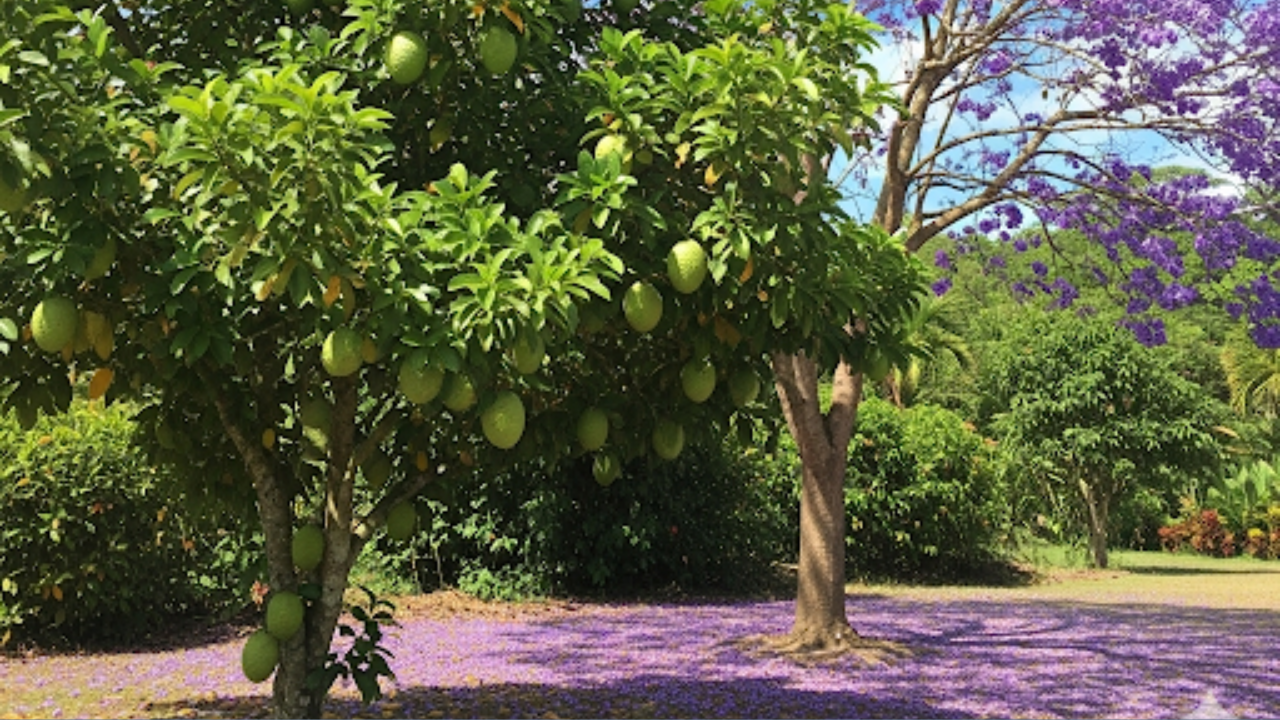 A cura do câncer através das plantas e remédios naturais: